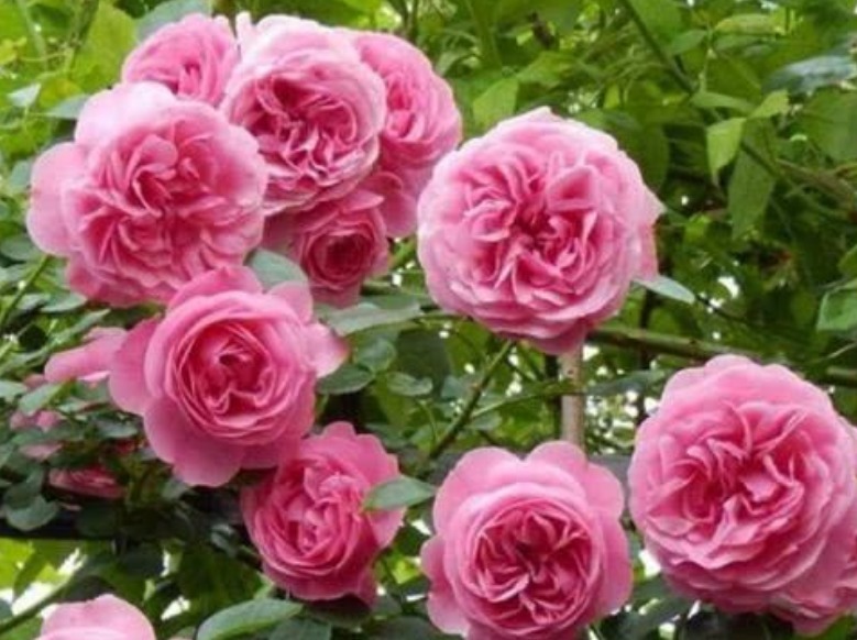 此款花卉，好养易爆盆，花香易打理，养在客厅美极了