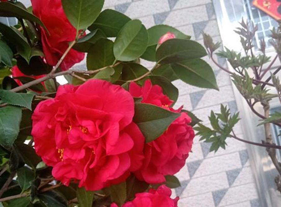 能够忍受零下30度低温的四季茶花，全年露养，打理简单，开花美