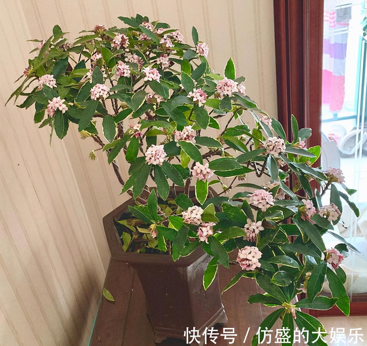 大花盆|8种“吉利花”,要用“穷养法”,小盆养老桩,富贵又旺家