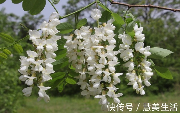 小根|65种野菜图片,带你认识不同的野菜和吃法,你想要的野菜这里都有