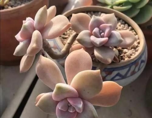 茎干|养多肉植物,用上4个“小技巧”,长成老桩更漂亮