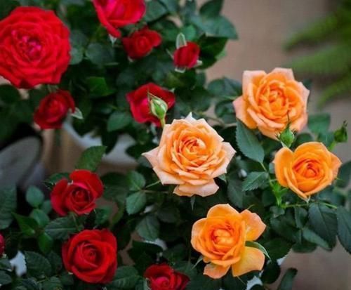 浇水|3种“女神花”,名字好听花更美,开花就爆盆,不易生病好养护