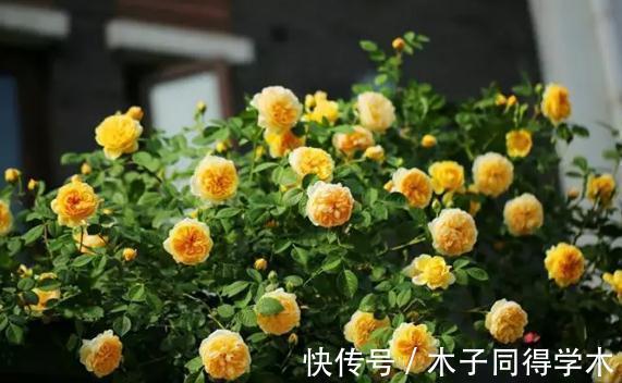 欢笑|种草黄色系月季，它绝对是一个开花机器