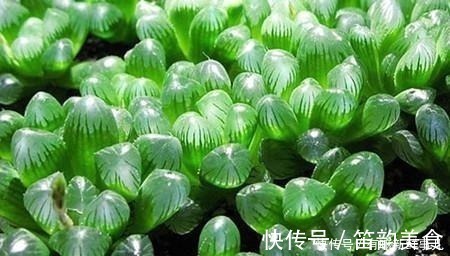 多肉半死不活,浇水也不行教你3招,吹气般的胖起来!