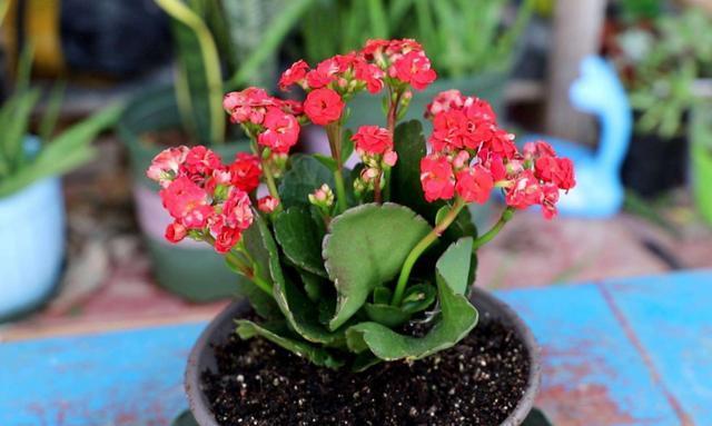 新手|新手花友养长寿花,该牢记哪些才能一年四季开花