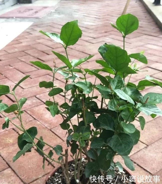 金枝玉叶不能长太高,越矮越值钱,一长高就砍!