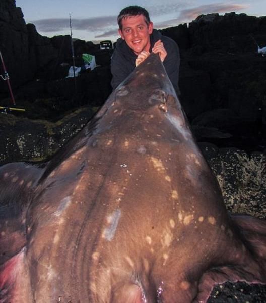 渔夫海岸捕获巨型鳐鱼 当地专家称这是罕见现象 快资讯