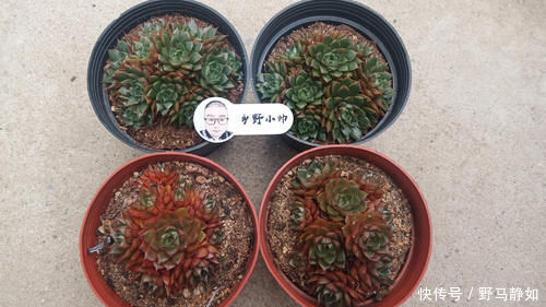 多肉服|多肉服盆难,了解这4个原因再纠正,肉肉轻松服盆