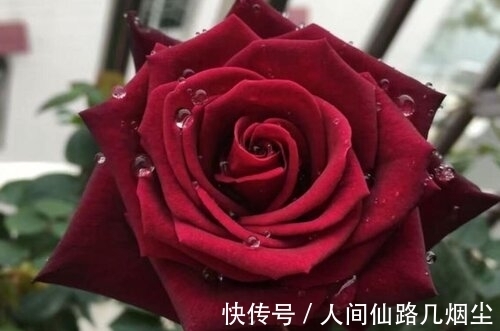 玫瑰花@5首描写玫瑰花的诗词,首首艳丽且浪漫,读来让人憧憬爱情