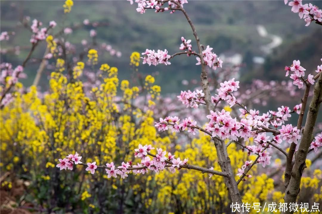 龙泉山第一波春花，来赏