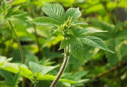 拉拉秧又开始疯长了,被它擦伤过吗知道它真名叫啥吗