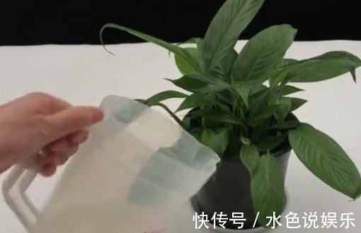 白醋|淘米水里倒入酵母粉,有意想不到的妙用,解决了家家户户的烦恼