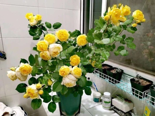 粉末|鸡蛋壳养花能促花,淘米水浇花长得旺,但是大部分人都做错了