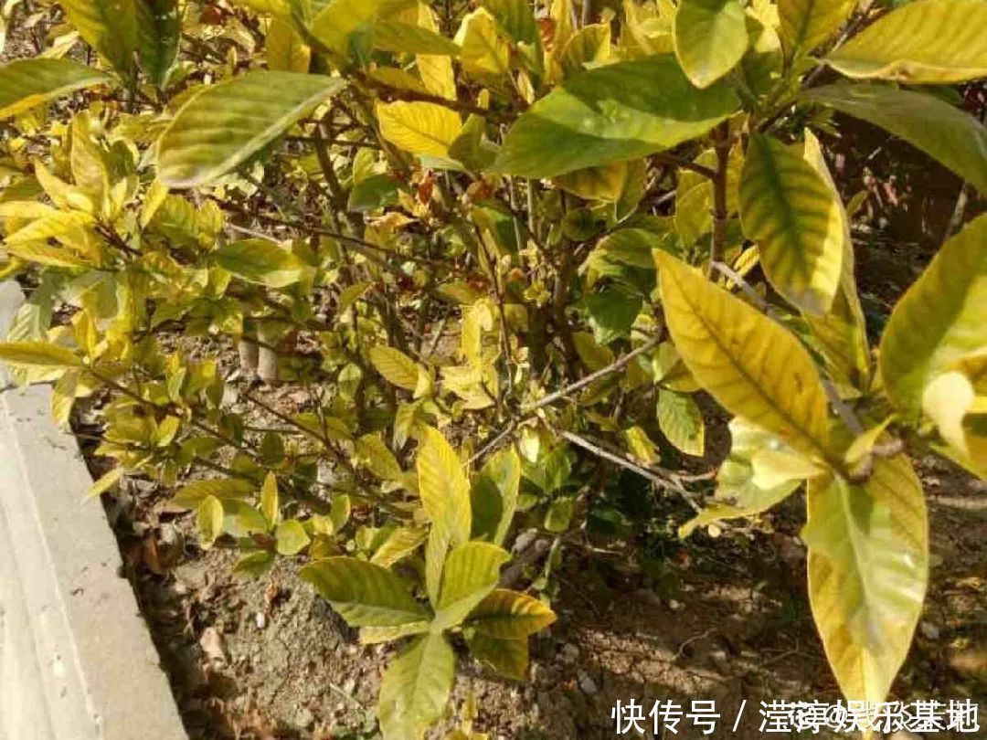 10种花爱喝醋,浇水加点酸,叶子油亮爱开花!