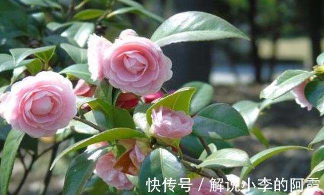 吉祥|不怕冷的5种花,冬天冻一冻,开花更好看,大气好养又吉祥