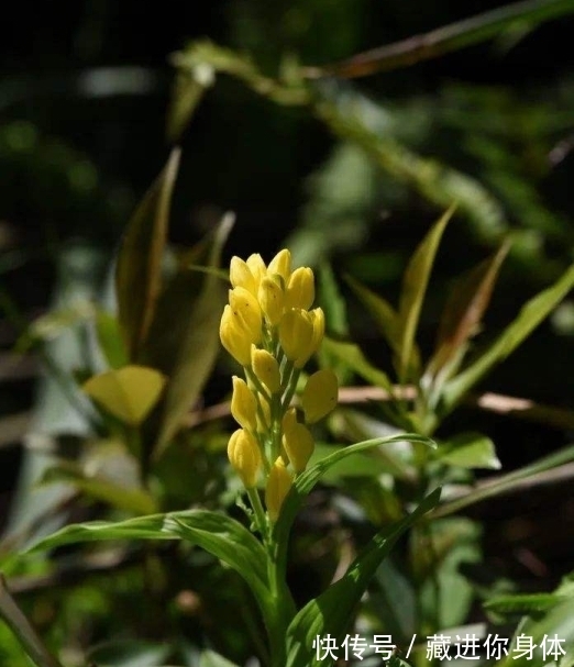我国特有的单种属珍稀濒危兰花——金佛山兰