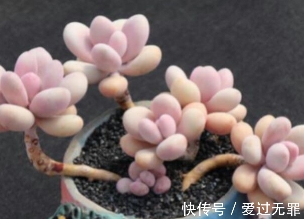 深秋的多肉桃美人怎么养,学会4个方法,叶片变得粉红粉红的