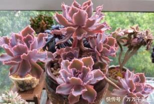 5种漂亮多肉,皮实又好养,不容易褪色,冻一冻叶片更好看!
