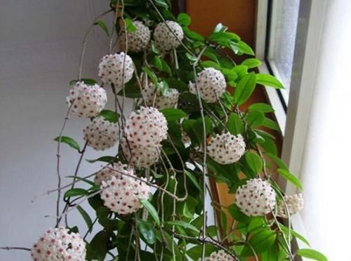 球兰,集观叶、赏花、闻香于一身,栽培难度低,新手也能养