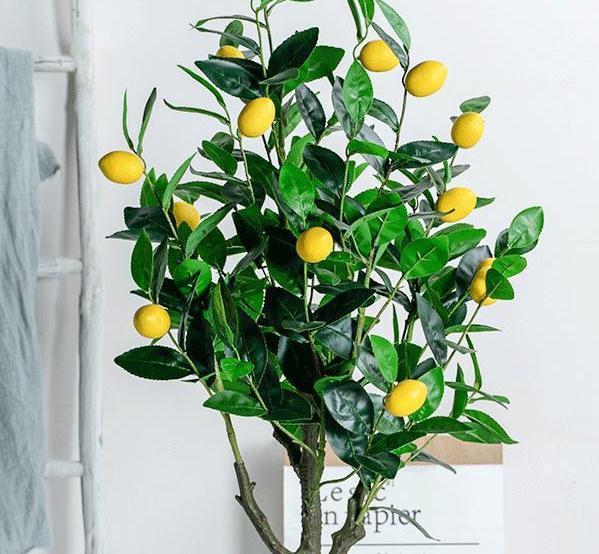 家中有异味推荐养盆柠檬树,不仅清香驱味,结果还有口福