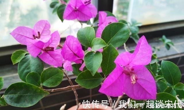 柠檬酸|三角梅“黄叶”不开花，用这2种水浇一浇，叶子油绿，满头花！