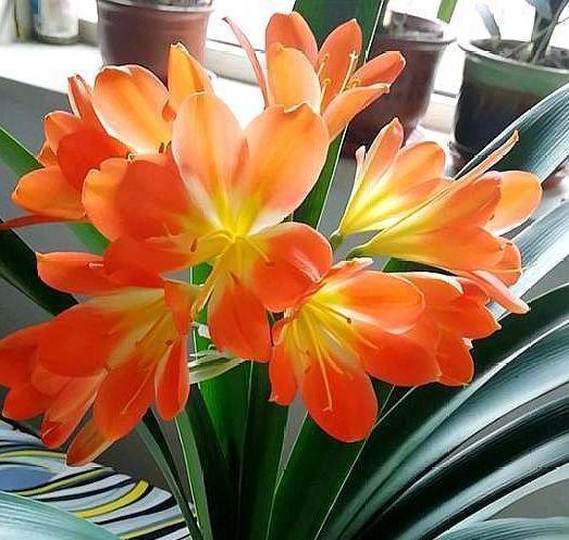 “4种花”特别适合养客厅,浇水就疯长,漂亮上档次,越养越喜欢