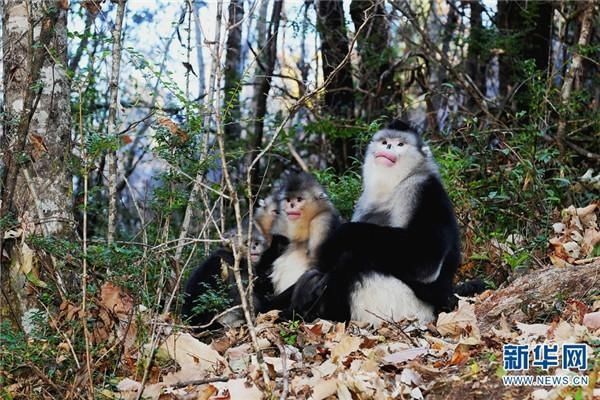 温榆河|云南怒江州境内国家重点保护野生动植物保护率达到100%