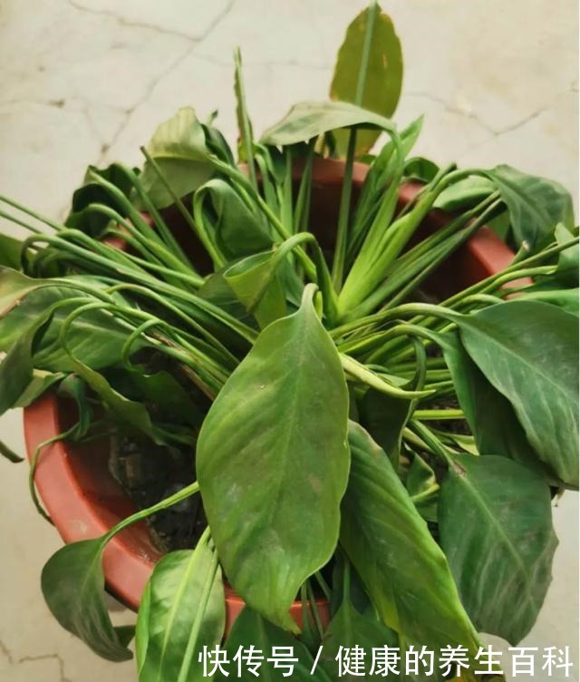 买的花总不活,秘密全在花盆里,搬起来看看才知道!