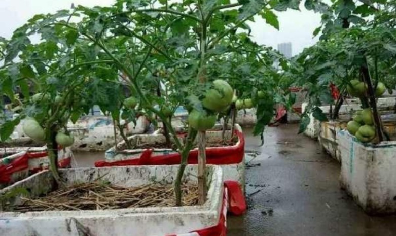 泡沫箱别丢!掰一块扦插养花,省钱实用,用途极广