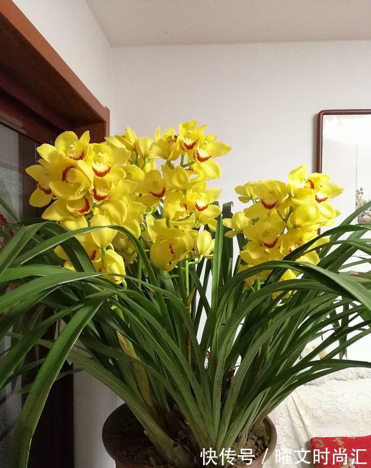 4种漂亮花，好打理，易爆盆，不用费心，就能长的特别好