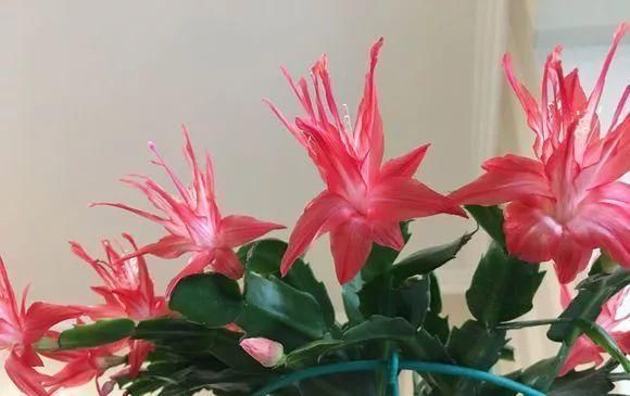 盆底|盆里扔2样东西,养花10年不烂根,叶子油光瓦亮,花苞挂满枝头