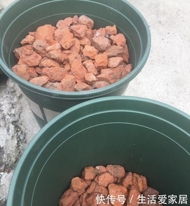 花盆|王大姐养花,在工地捡来3种东西,埋花盆里透气、不烂根