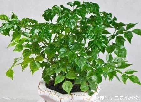 幸福树的冬季养护很简单, 注意这几点就能避免黄叶, 保持叶片常绿