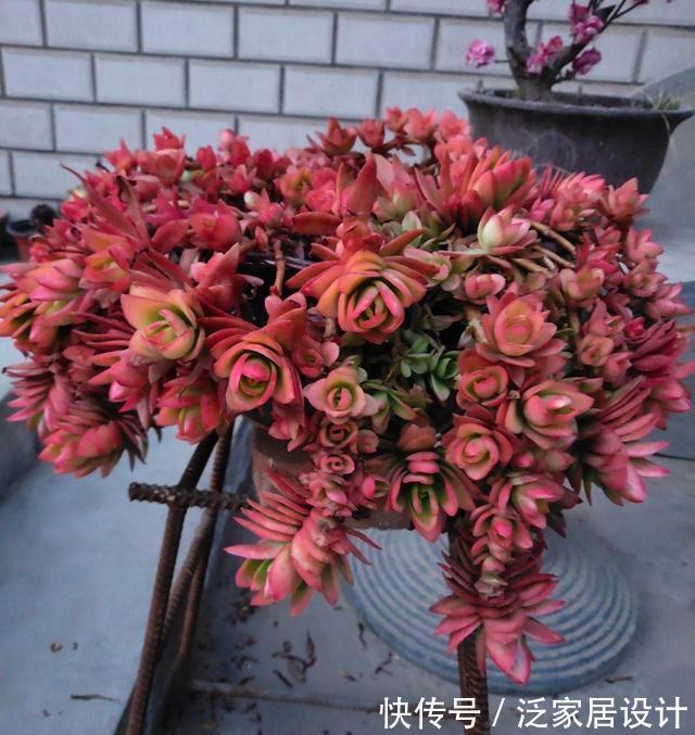 多肉|红色系多肉中经典品种火祭，挂起来养成垂吊桩，出了状态人见人夸