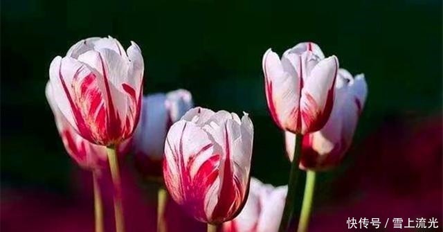 雪水|用上3种天然水浇花，促进根系生长增加营养，遇到了一定要存点