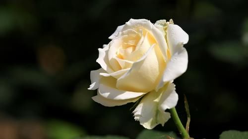 加仑盆|总有人抱怨,养不好盆栽的月季,做好6点,养好月季盆栽也很轻松