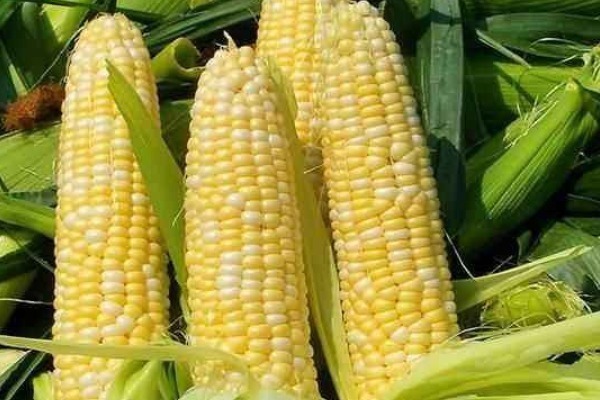 玉米|湿气太重排不出来多吃以下食物,排出湿毒,体重慢慢降下