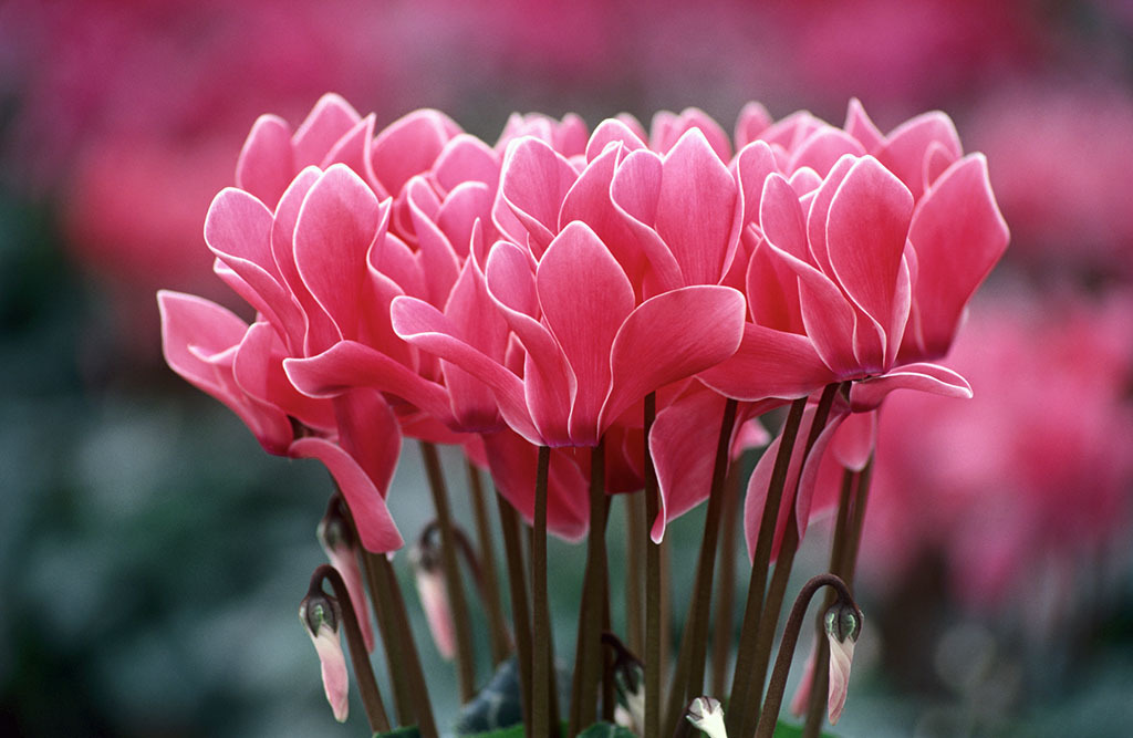 喜欢在家中养护花卉,就选择3种花色艳丽,花期长,妖娆漂亮的花