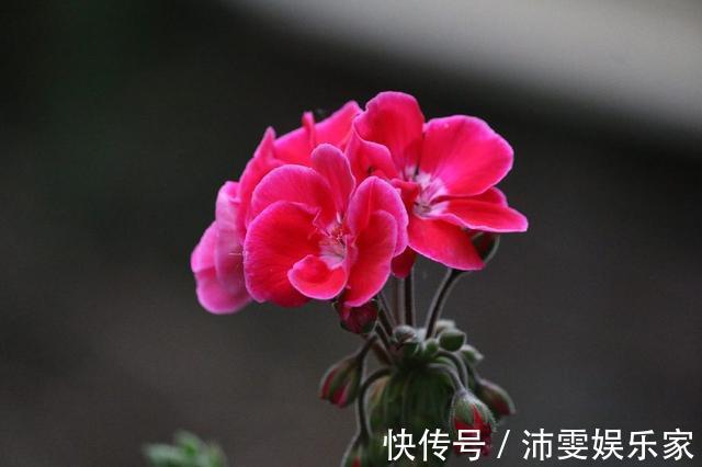 天竺葵|这一花卉一年四季都开花，快来养一盆，附上养护方法和注意事项
