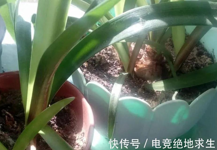 栽种|低温冷藏过的朱顶红,搁桌上都能自然开花,为什么就你养得不开?