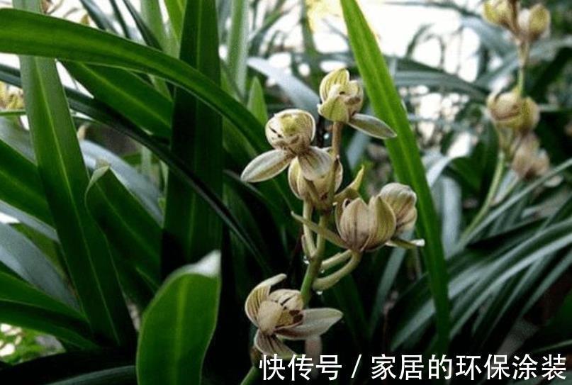 强光|养兰花一定要晒太阳？其实并不绝对，来看看老花匠怎么说