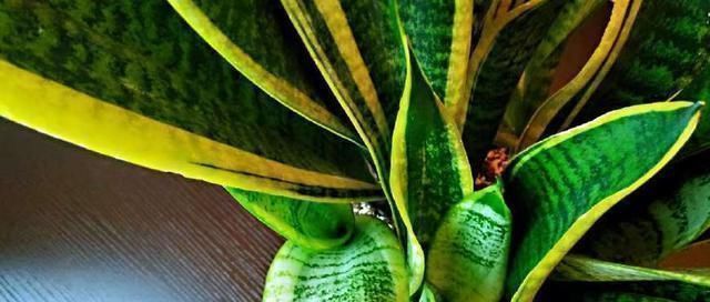 扦插|把虎皮兰的叶子这样剪一下,一盆能变好几盆