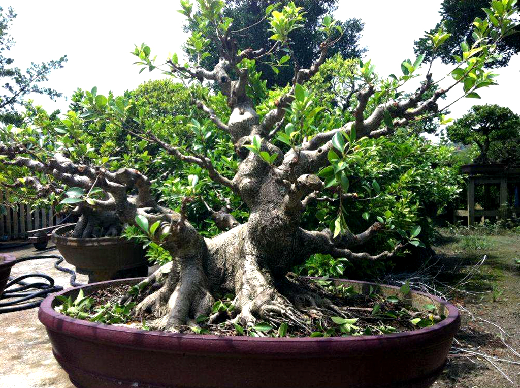 农村一种植物,人称“树王”,好种容易活,做盆栽盆景漂亮