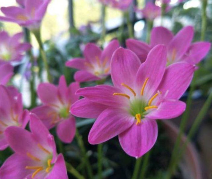 3种花超漂亮,沾土就活,开花又大又艳,谁看谁喜欢