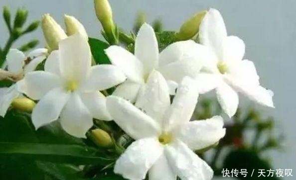 阳台养这几种花,好养易开花,开花速度快,个个美的出奇!