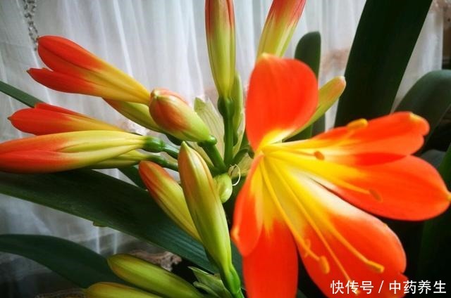 春节前养“君子兰”最关键,2种“肥料”撒盆里,呼呼冒花箭!