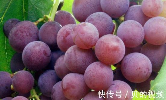 三事|秋季来临,中老年人多吃“三果”,避免“三事”,健康伴随一整年