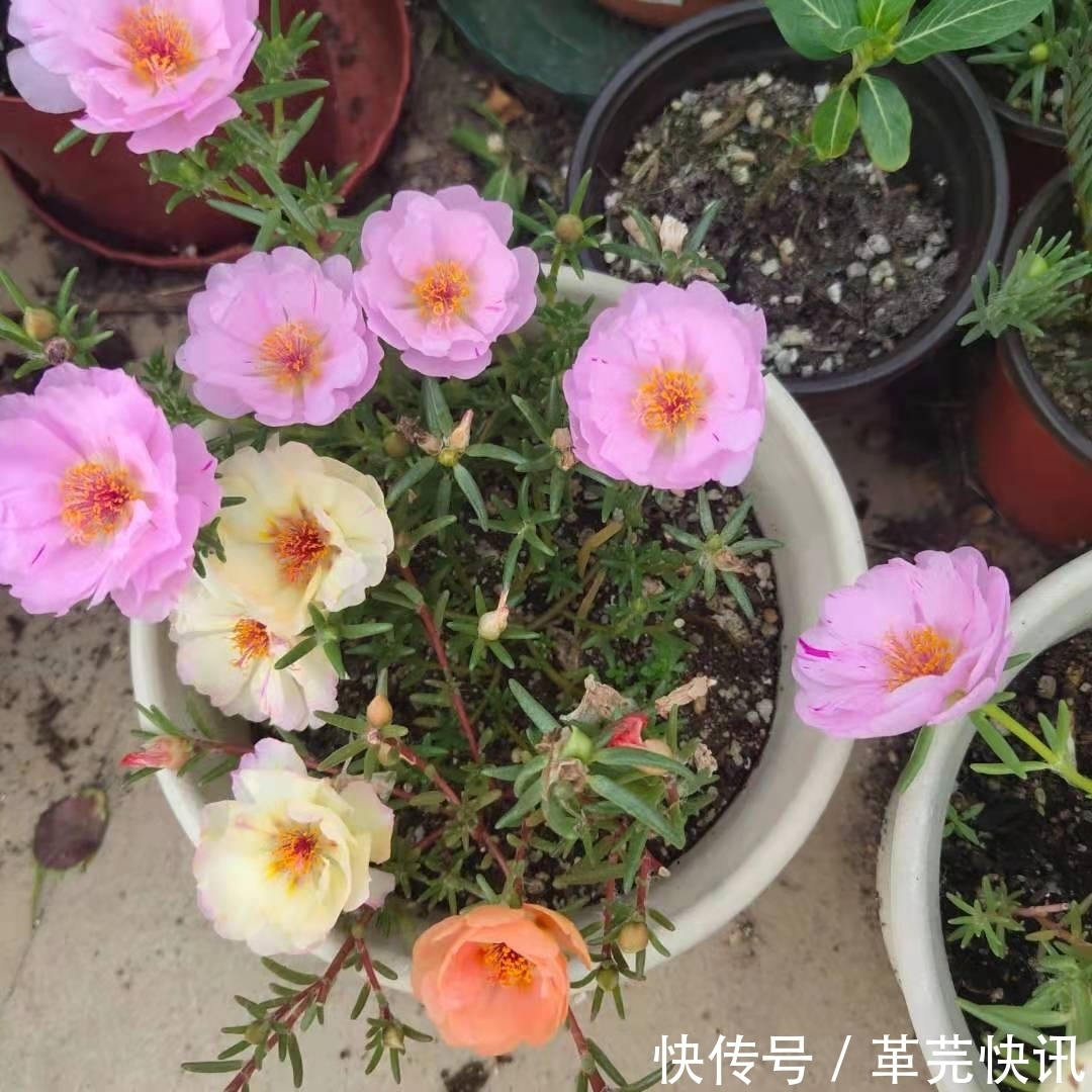 风雨兰|3种花,越热越开花,越晒越开花,花色丰富又鲜艳