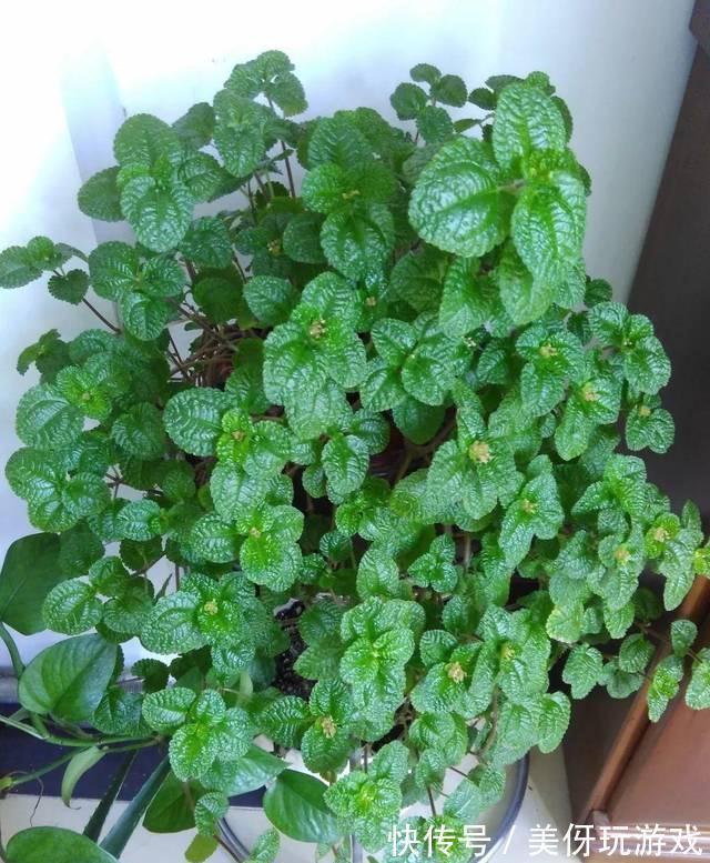 人养花，花亦养人！这八种“能养人”的健康花，建议至少养一种