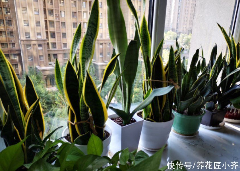 改善|夏天扦插易“黑杆”?原因很简单,通过4点就能改善,新手试一下